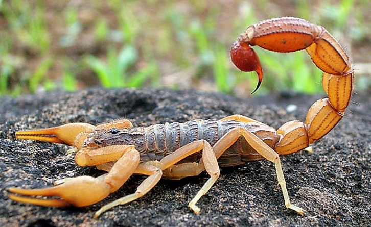 Picadas de escorpião em SP têm aumento de incidências e requerem atenção