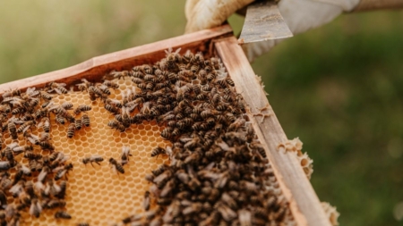 Abelhas sem ferrão e a sua importância ecológica