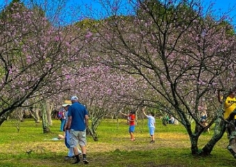 Parque do Carmo recebe mais uma edição da Festa das Cerejeiras
