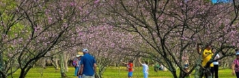 Parque do Carmo recebe mais uma edição da Festa das Cerejeiras